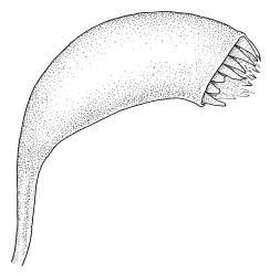 Cratoneuropsis relaxa, capsule. Drawn from T.W.N. Beckett 471, CHR 621716, C.D. Meurk s.n., 27 Nov. 1970, CHR 481321, and T.W.N. Beckett 507, CHR 621717.
 Image: R.C. Wagstaff © Landcare Research 2014 